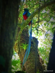 Pharomachrus mocinno