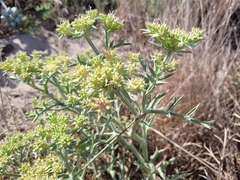 Echinophora spinosa