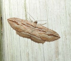 Austrocidaria gobiata