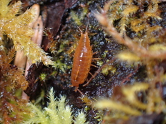 Oniscidea