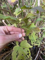 Ribes americanum