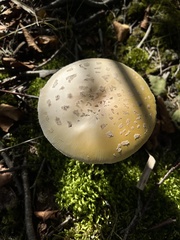 Amanita rhacopus