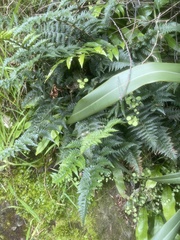 Polystichum oculatum