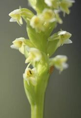 Pseudorchis albida tricuspis