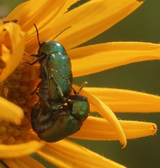 Cryptocephalus sericeus