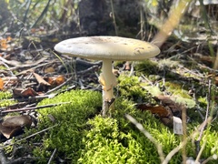 Amanita rhacopus