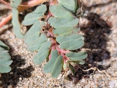 Euphorbia peplis