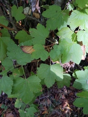 Ribes sanguineum