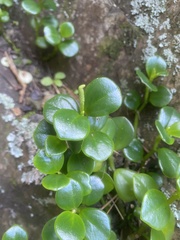 Peperomia urvilleana