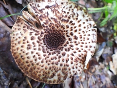 Echinoderma asperum