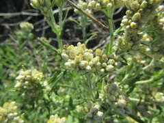 Pseudognaphalium undulatum