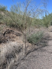 Tamarix chinensis