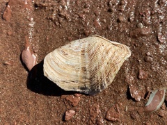Zirfaea crispata