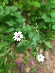 Stellaria chilensis
