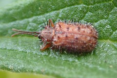 Dicladispa testacea