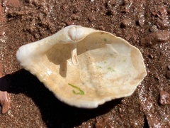 Zirfaea crispata