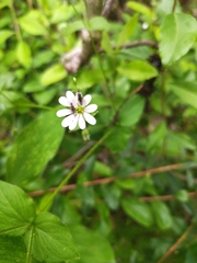 Stellaria chilensis
