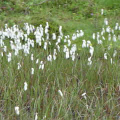 Eriophorum angustifolium