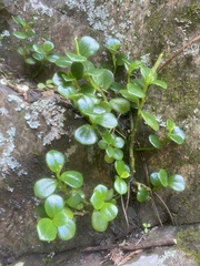 Peperomia urvilleana