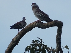 Columba guinea