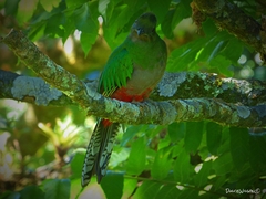 Pharomachrus mocinno