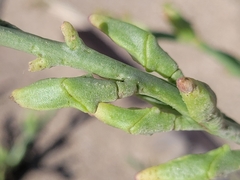 Cakile maritima maritima