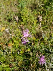 Centaurea stoebe