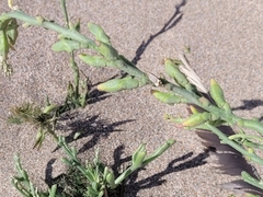 Cakile maritima maritima