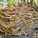 Black-staining Polypore - Photo (c) Distant Hill Gardens, some rights reserved (CC BY-NC-ND)