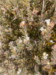 Acrothamnus colensoi