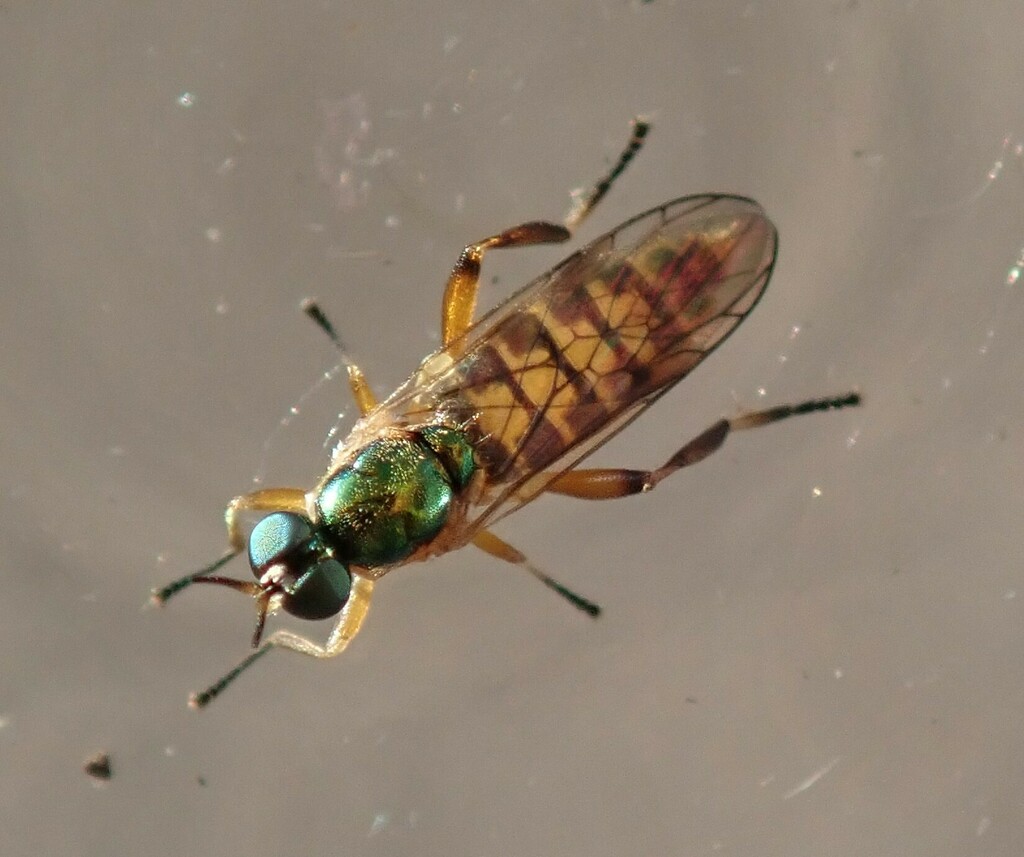 Chorisops tunisiae