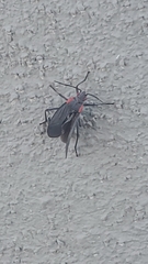 Jadera haematoloma