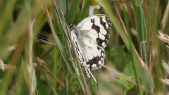 Melanargia lachesis