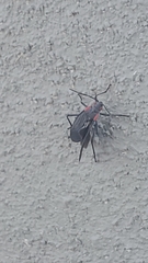 Jadera haematoloma