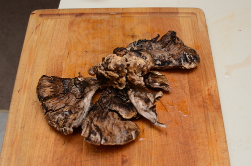 Black-staining Polypore