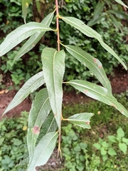 Salix euxina