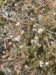 Acrothamnus colensoi