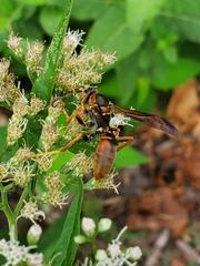 Fuscopolistes