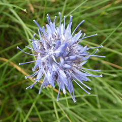 Jasione laevis
