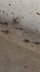 Araneidae
