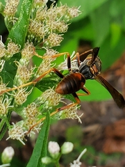Fuscopolistes