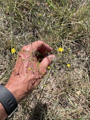 Gutierreziinae