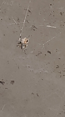 Araneidae