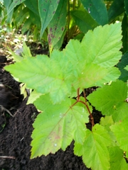 Physocarpus opulifolius