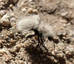 Dasymutilla sackenii