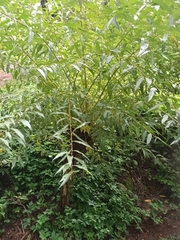 Salix euxina