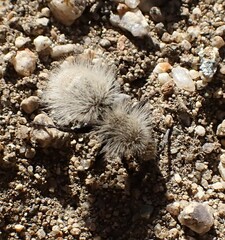 Dasymutilla sackenii