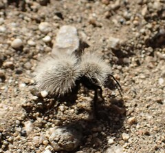 Dasymutilla sackenii