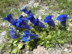 Gentiana acaulis
