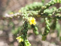 Thymelaea hirsuta